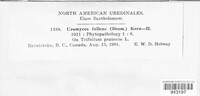 Uromyces fallens image